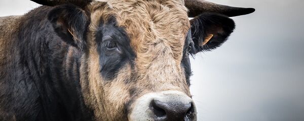 Бык - Sputnik Беларусь