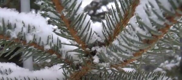 Як падрыхтаваць елку да хатніх умоў і падоўжыць ёй жыццё  Як падрыхтаваць елку да хатніх умоў і падоўжыць ёй жыццё  - Sputnik Беларусь