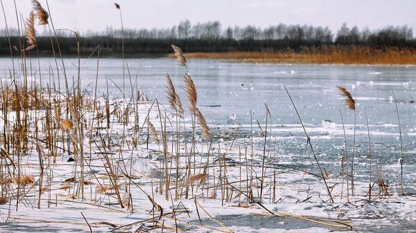 Лед и камыш на реке - Sputnik Беларусь