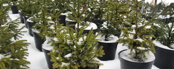 Ели в Узденском лесхозе  - Sputnik Беларусь