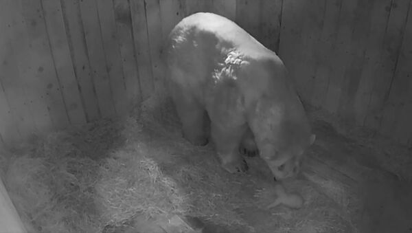Белый медвежонок родился в зоопарке - видео - Sputnik Беларусь