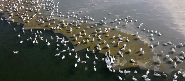 Відэафакт: лебедзі прыляцелі зімаваць на Каспійскае мора - Sputnik Беларусь