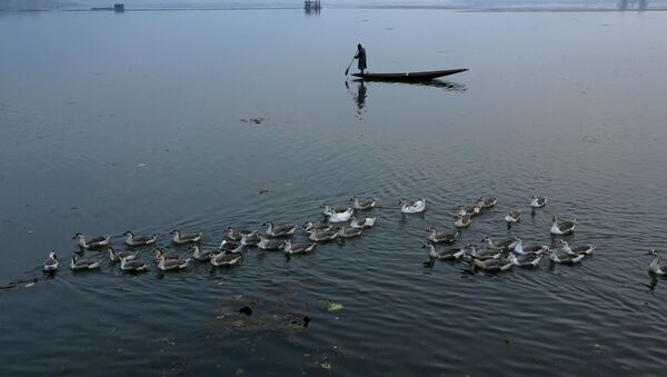 Горные гуси на озере в Индии - Sputnik Беларусь