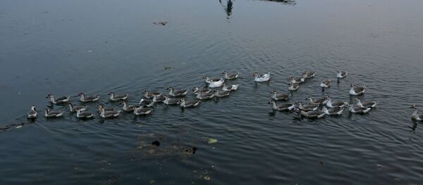 Горные гуси на озере в Индии Горные гуси на озере в Индии - Sputnik Беларусь