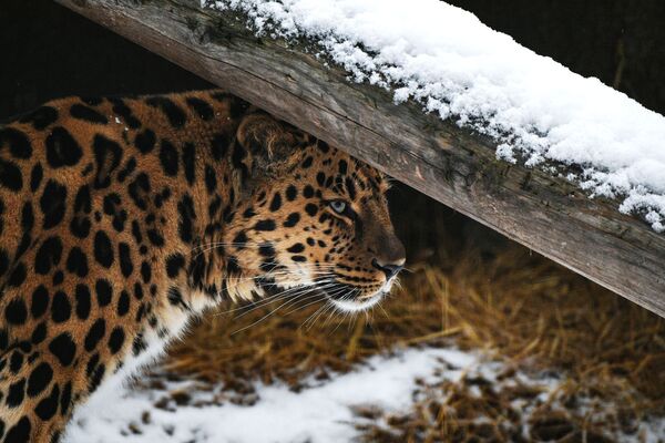 Дальневосточный леопард в Московском зоопарке - Sputnik Беларусь