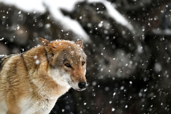 Волк в Московском зоопарке - Sputnik Беларусь