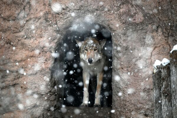 Волк в Московском зоопарке - Sputnik Беларусь
