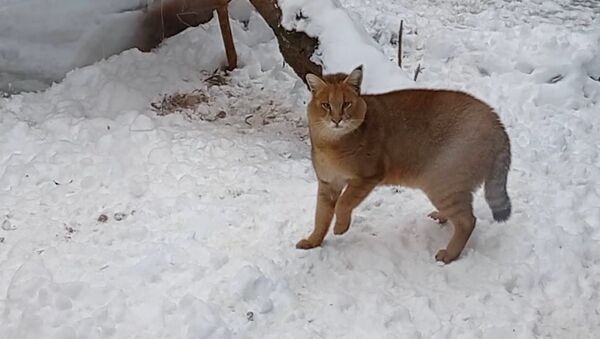 Как в Минском зоопарке живет пара камышовых кошек – видео - Sputnik Беларусь