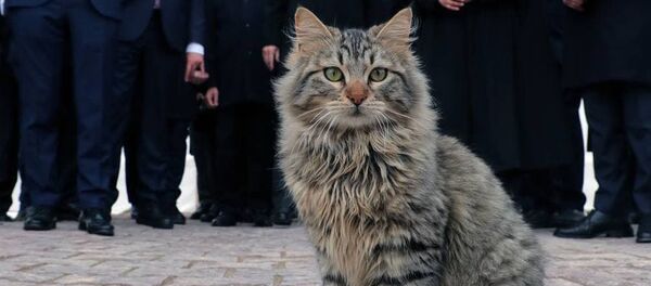 Фото кота из канала Эрдогана - Sputnik Беларусь