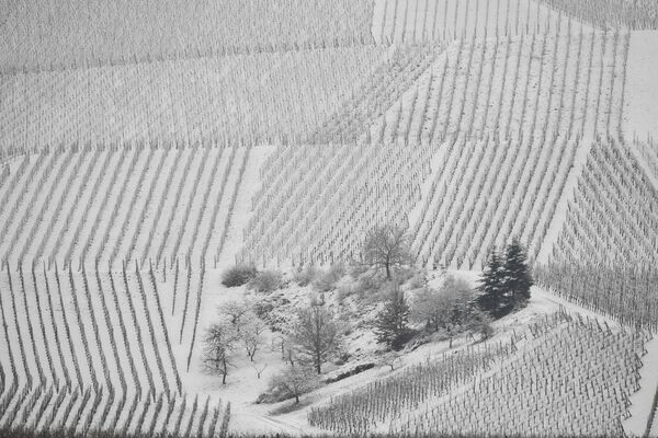 Виноградники во время сильного снегопада в Айзентале недалеко от Баден-Бадена, на юге Германии - Sputnik Беларусь