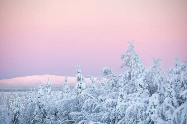 Заснеженные деревья в Киттиле, Финляндия - Sputnik Беларусь