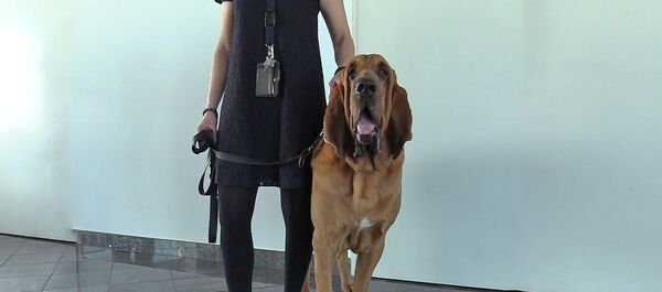 Дог-тест на СOVID: собак обучают находить зараженных коронавирусом по запаху - Sputnik Беларусь