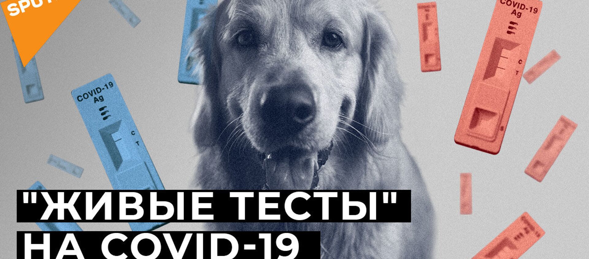 Нюх на коронавирус: уникальный эксперимент с собаками проводят в Италии - Sputnik Беларусь, 1920, 21.01.2021