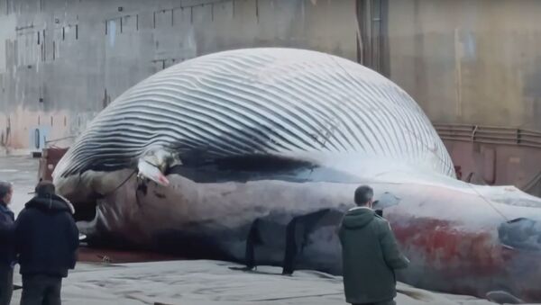 Тушу огромного кита обнаружили у берегов Италии - Sputnik Беларусь