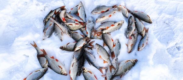 Подледная рыбалка на Минском море - Sputnik Беларусь