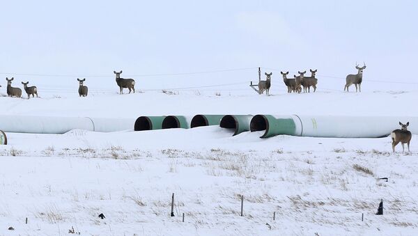 Олени собираются на складе, где хранятся трубы для планируемого нефтепровода Keystone XL в Гаскойне, Северная Дакота - Sputnik Беларусь