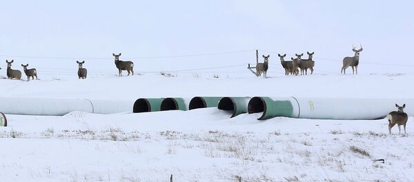Олени собираются на складе, где хранятся трубы для планируемого нефтепровода Keystone XL в Гаскойне, Северная Дакота - Sputnik Беларусь