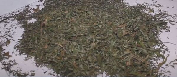 Наркодилера задержали в Гомеле  - Sputnik Беларусь