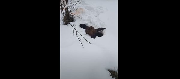 Браконьеры застрелили четырех лосей, включая беременную самку (видео) - Sputnik Беларусь