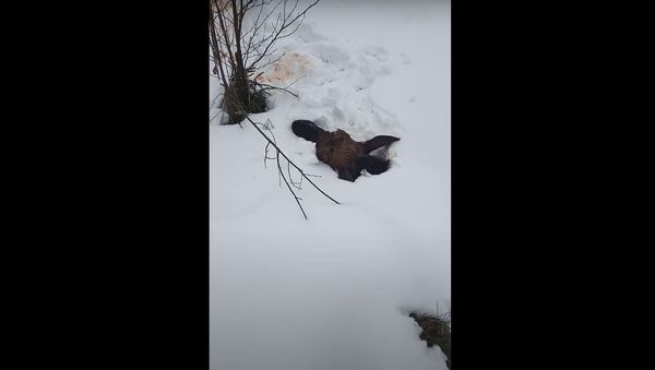 Браконьеры застрелили четырех лосей, включая беременную самку (видео) - Sputnik Беларусь