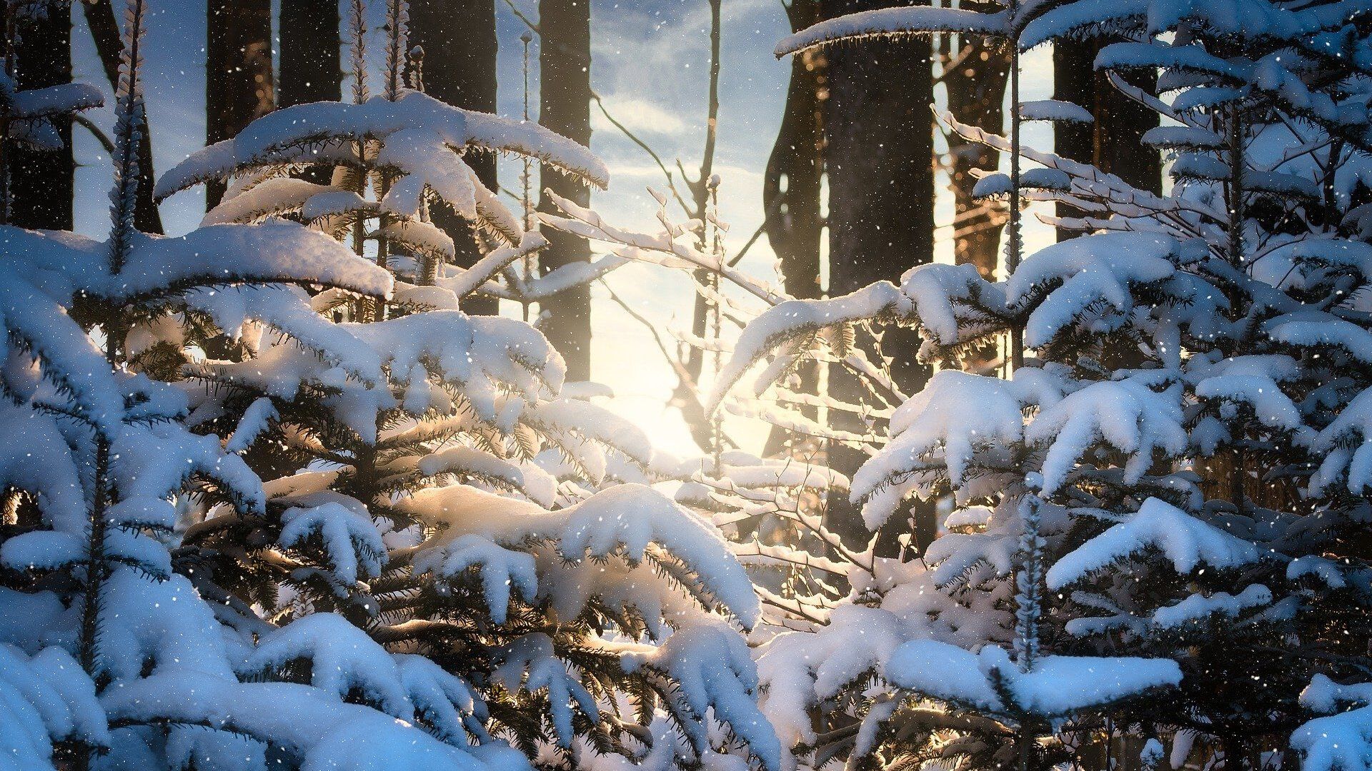 Зимний лес, архивное фото - Sputnik Беларусь, 1920, 07.12.2021