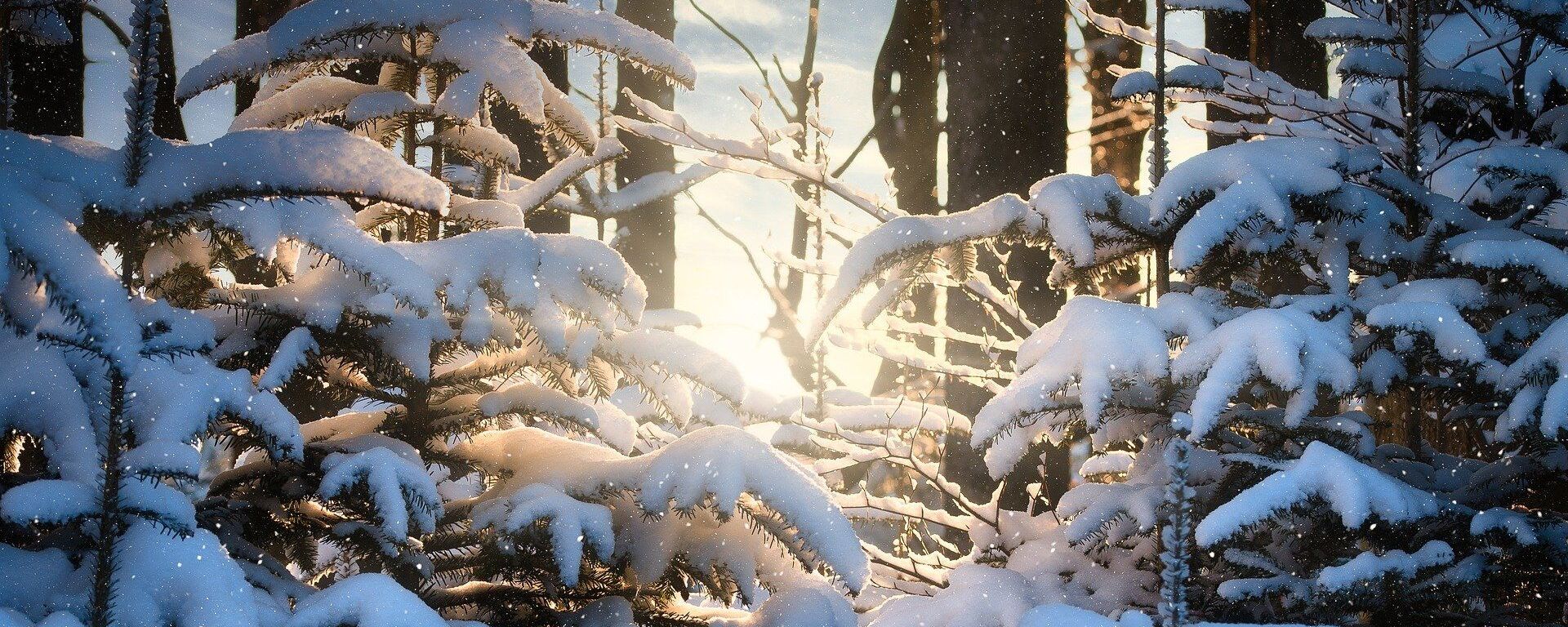 Зимний лес, архивное фото - Sputnik Беларусь, 1920, 15.02.2021