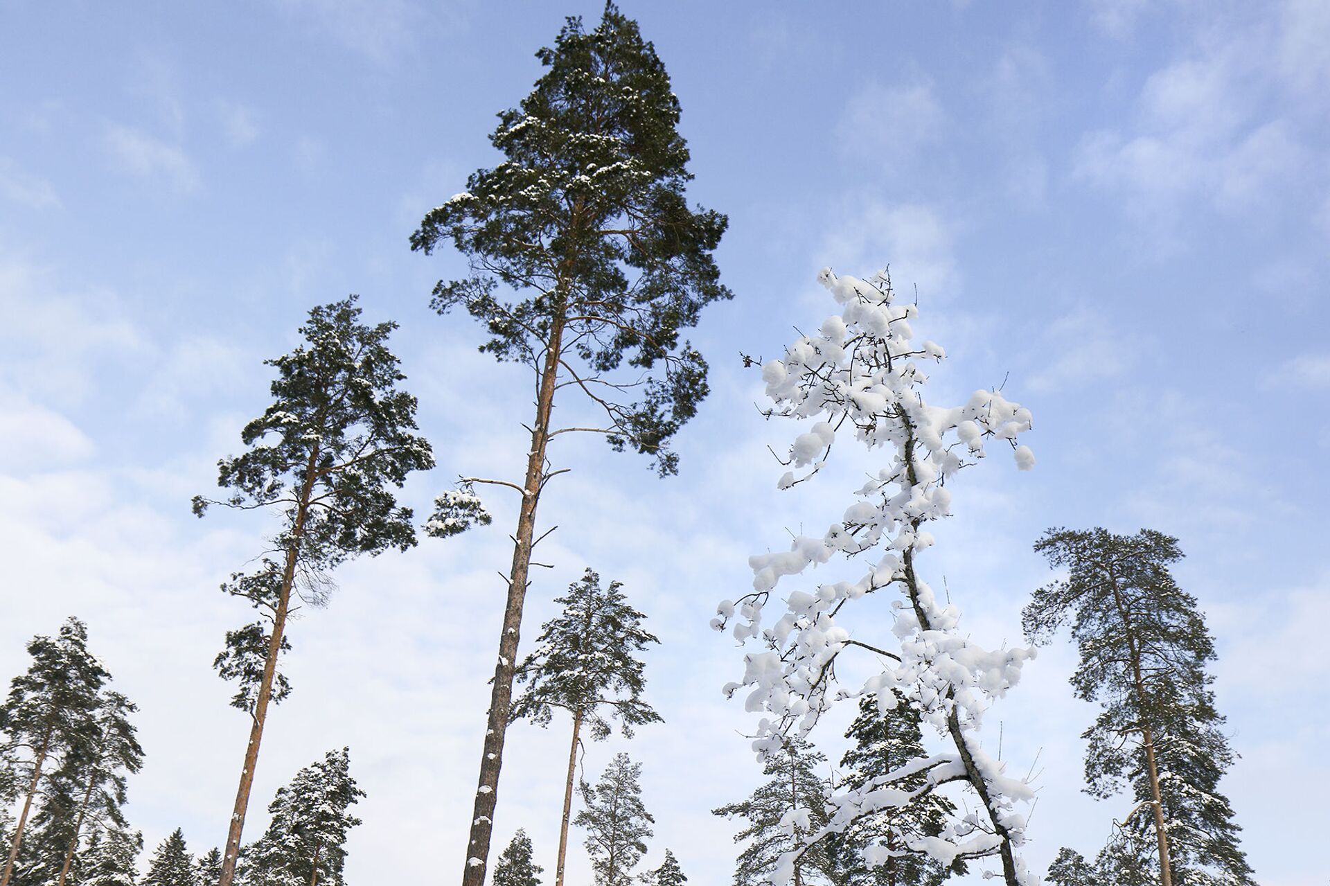 Зимний лес Зимний лес - Sputnik Беларусь, 1920, 03.12.2025