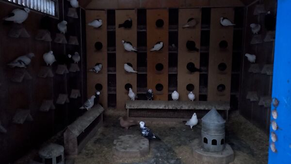 Вымирающее хобби: как минчанин содержит голубятню – видео - Sputnik Беларусь