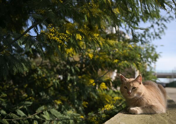 Уличная кошка под цветущим деревом мимозы в Сочи - Sputnik Беларусь