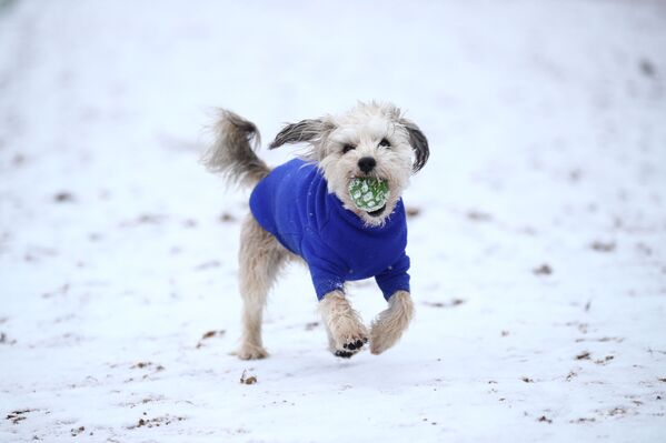 Собака играет в снегу - Sputnik Беларусь