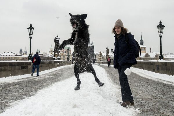 Собака прыгает от радости на Карловом мосту после снегопада в Праге - Sputnik Беларусь