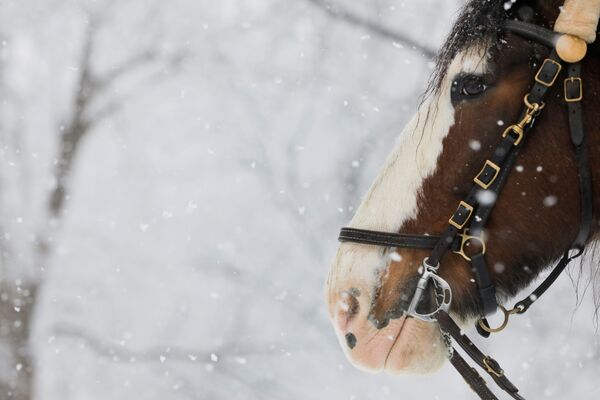 Лошадь патрульной службы охраны смотрит на снегопад в Центральном парке на Манхэттене, Нью-Йорк - Sputnik Беларусь