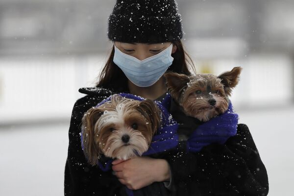 Хозяйка вынесла укутанных собак во время снегопада на прогулку - Sputnik Беларусь