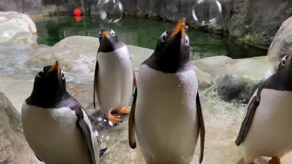 Пингвинам в зоопарке устроили пенную вечеринку – видео - Sputnik Беларусь
