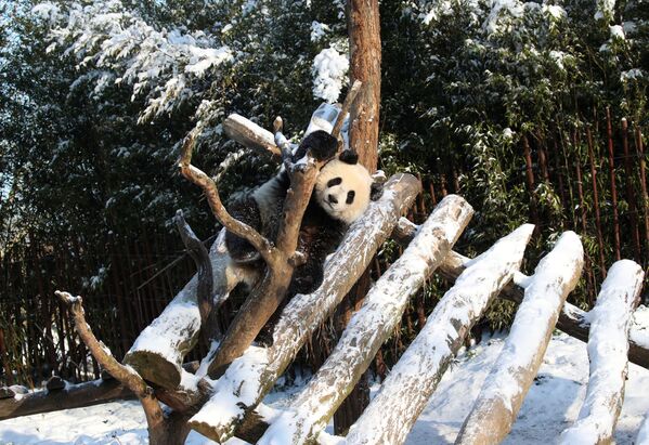 Большая панда играет в снегу в зоопарке Pairi Daiza в Брюгелетте, Бельгия - Sputnik Беларусь