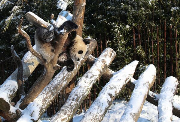 Большая панда играет в снегу в зоопарке Pairi Daiza в Брюгелетте, Бельгия - Sputnik Беларусь