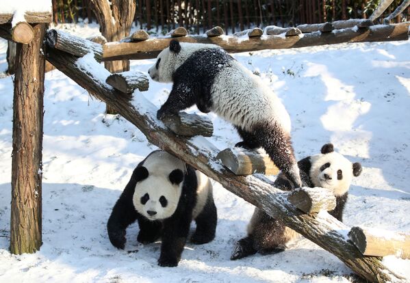 Панды играют в снегу в зоопарке Pairi Daiza в Брюгелетте, Бельгия - Sputnik Беларусь