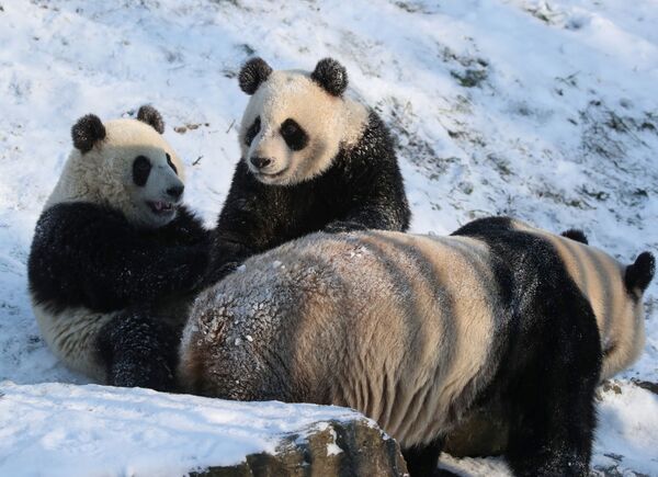 Панды играют в снегу в зоопарке Pairi Daiza в Брюгелетте, Бельгия - Sputnik Беларусь
