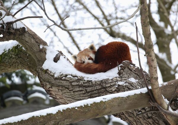 Красная панда отдыхает на дереве в зоопарке Pairi Daiza в Брюгелетте, Бельгия - Sputnik Беларусь