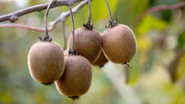 Киви - Sputnik Беларусь