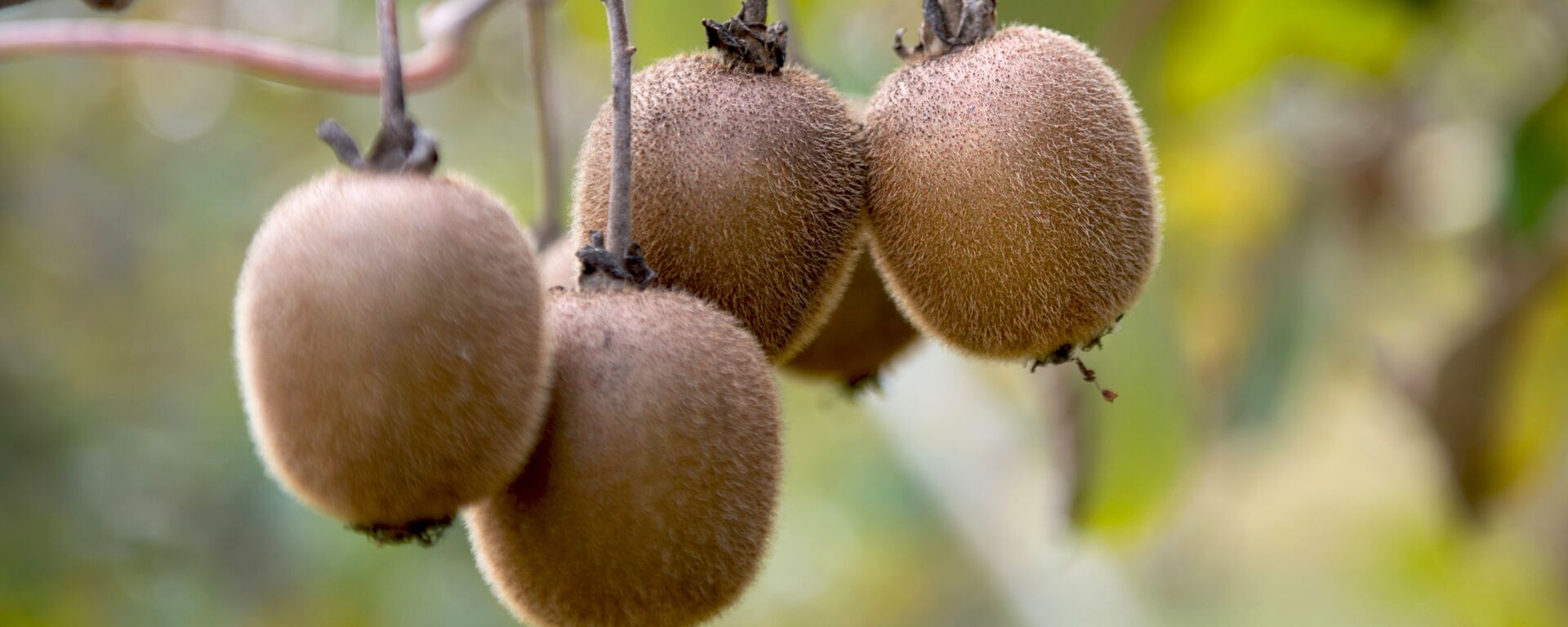 Сбор киви в Сочи - Sputnik Беларусь, 1920, 14.02.2021