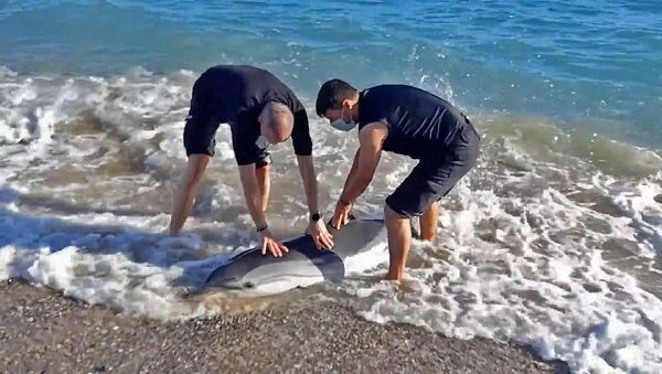 Полиция спасла дельфина на испанском пляже - видео - Sputnik Беларусь
