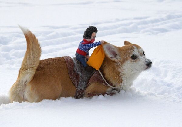 Это очень умная и послушная собака, которую легко дрессировать. - Sputnik Беларусь