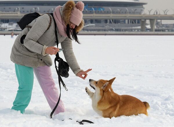 Смышленый пес может подарить своему хозяину много радости и любви, но в ответ ему требуется внимание. - Sputnik Беларусь
