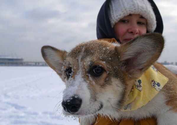 Ей восхищаются даже те, кто никогда и не думал заводить домашних животных! - Sputnik Беларусь