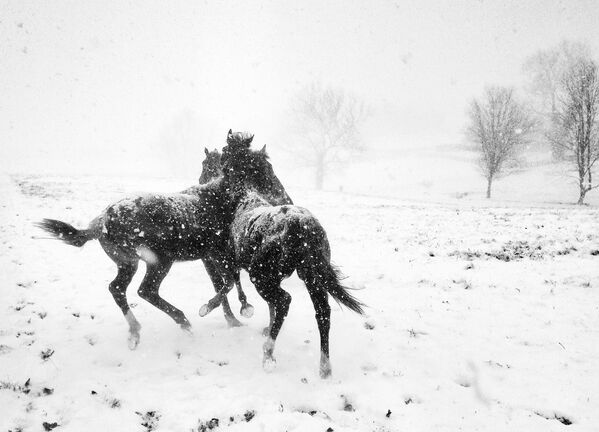 Снимок Horse Play итальянского фотографа Alessandra Manzotti, ставший победителем в категории Black & White в конкурсе 10th Mobile Photography Awards - Sputnik Беларусь