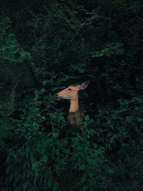 Здымак Deer Hidden in the Forest кітайскага фатографа Jian Cui, які стаў пераможцам у катэгорыі Nature & Wildlife у конкурсе 10th Mobile Photography Awards - Sputnik Беларусь