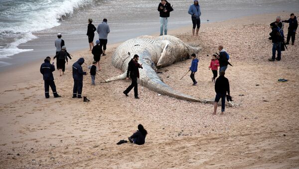 Люди стоят возле тела мертвого кита на берегу Средиземного моря в Израиле - Sputnik Беларусь
