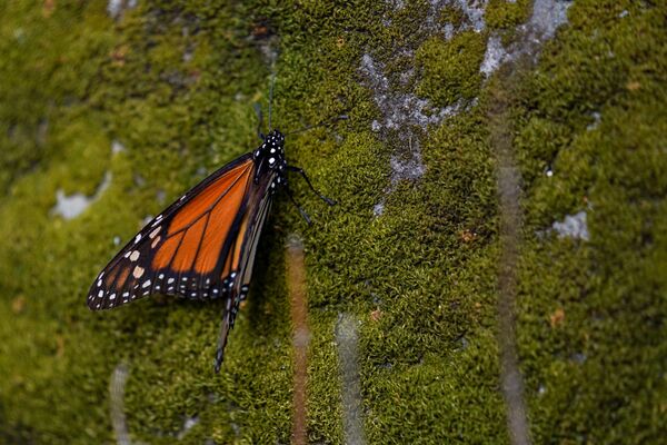 Миграция бабочек Монарх – одно из красивейших зрелищ на планете.  - Sputnik Беларусь