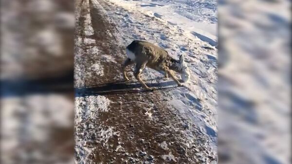 Неравнодушные спасли косулю с налипшим на мордочку льдом – видео  - Sputnik Беларусь